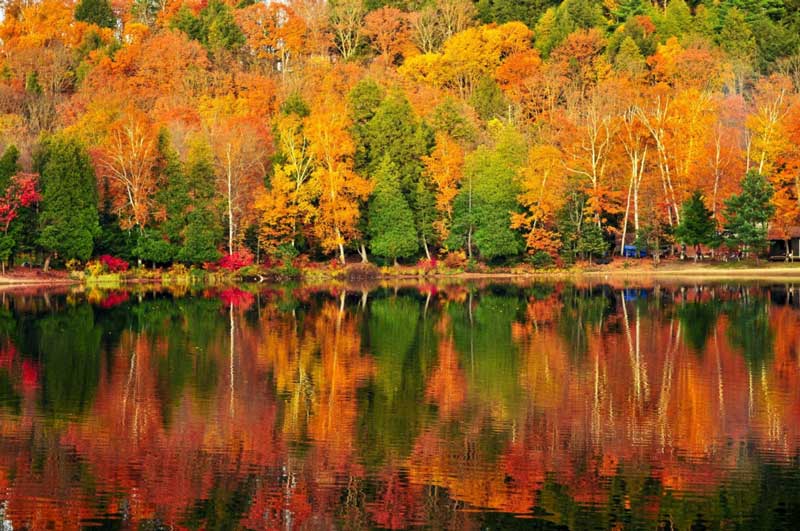 Lá phong tại canada